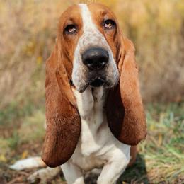 Bandit - Basset Hound