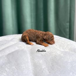 Aladdin - Sable male Poodle puppy in Ellenburg Center, New York from Kristin's Puppies