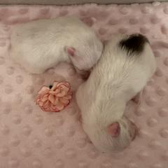 Pomeranian and Shih Tzu Puppies from Shih Tzus and Poms Di Colletti
