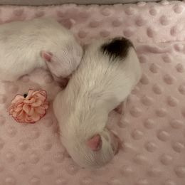Pomeranian and Shih Tzu Puppies from Shih Tzus and Poms Di Colletti