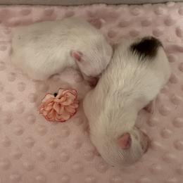 Pomeranian and Shih Tzu Puppies from Shih Tzus and Poms Di Colletti