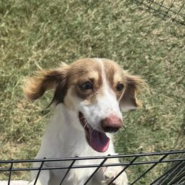 Bo - Piebald male Dachshund puppy in Alice, Texas from Crimson’s longhair Dachshunds
