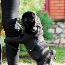 Pug Puppies from Cydney & Co Pugs