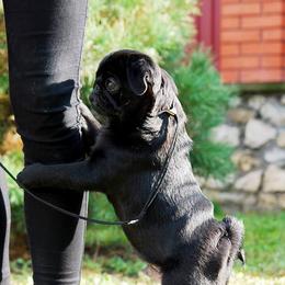 Pug Puppies from Cydney & Co Pugs