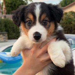 Hans - Black tri-color male Australian Shepherd puppy in Hemet, California from Perfect Companion Aussie's