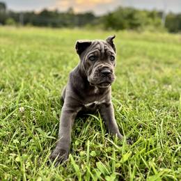 Cane Corso Puppies from Clarkrange Corsos