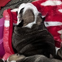 Bulldog Puppies from K&D Bulldogs