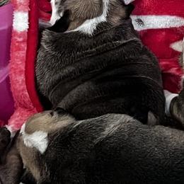 Bulldog Puppies from K&D Bulldogs
