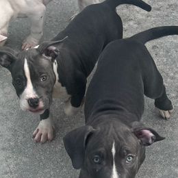 American Bully Puppies from King Bane's Bullies