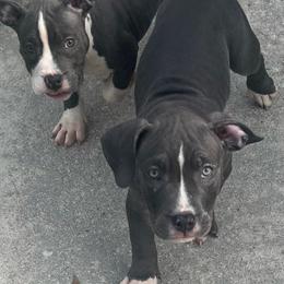 American Bully Puppies from King Bane's Bullies