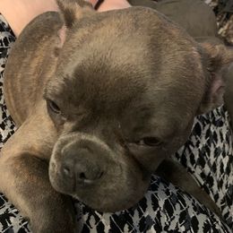 French Bulldogs from Sunryze frenchies