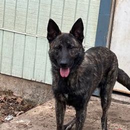 Belgian Malinois, Dutch Shepherds, and German Shepherds from Optimal K9
