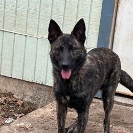Belgian Malinois, Dutch Shepherds, and German Shepherds from Optimal K9