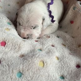 Lunch Box - White and black female Dalmatian puppy in Carlsbad, New Mexico from ECMO Farm Dalmatians & Labrador Retrievers