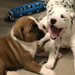 Boxer, Dalmatian, and Rottweiler Puppies from Poconopaws