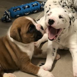 Boxer, Dalmatian, and Rottweiler Puppies from Poconopaws