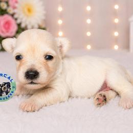 Ivy - White female Miniature Schnauzer puppy in Magalia, California from NorCal Schnauzers