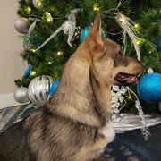Mystra - Swedish Vallhund