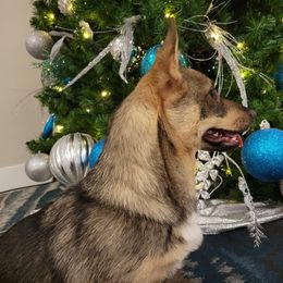 Mystra - Swedish Vallhund