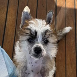 Johnny - Cream Chinese Crested puppy in Benicia, California from Fairwinds