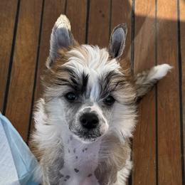 Johnny - Cream Chinese Crested puppy in Benicia, California from Fairwinds