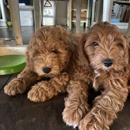 Cockapoo Puppies from Chesapeake Cockapoos