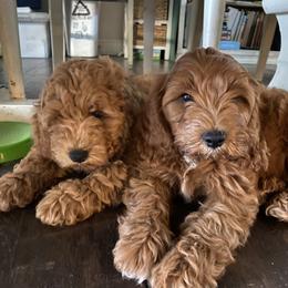Cockapoo Puppies from Chesapeake Cockapoos