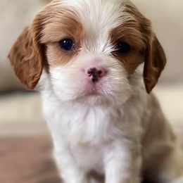 Cavalier King Charles Spaniel Puppies from CK Cavaliers