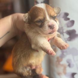 Amber - Fawn and white female American Corgi puppy in East Oakdale, California from Rhettro Kennels