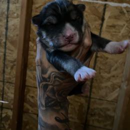 Boy 2 - Agouti and white male Siberian Husky puppy in Uhland, Texas from Siberian Huskies