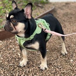 French Bulldogs from Ramblin’ Frenchies