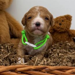 Scout- Green Collar - Apricot male Goldendoodle puppy in Cape Coral, Florida from Nay Nays Mini Doodles