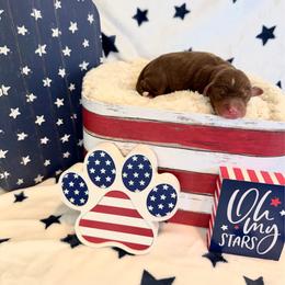 Stephanie - female Golden Mountain Doodle puppy in Victoria, Texas from Deidre's Doodles