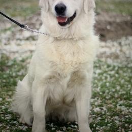 Izzy - Light golden female Golden Retriever puppy in Manteca, California from Luv of my Goldens