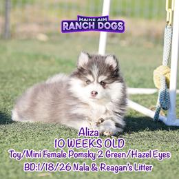 Aliza - Blue female Pomsky puppy in Humeston, Iowa from M.A.R. Dogs