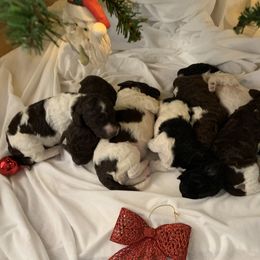 Poodle Puppies from High Tide Standard Poodles