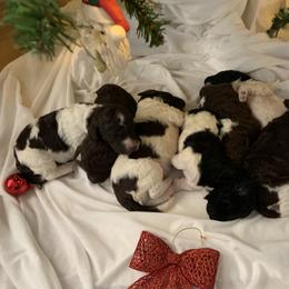 Poodle Puppies from High Tide Standard Poodles