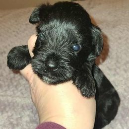 Abbey - Black female Miniature Schnauzer puppy in Graham, Washington from Kristy's French Bulldogs & Mini Schnauzers