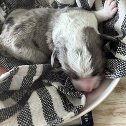 Boy 4 - male Bordoodle puppy in Shelton, Washington from Prophecy Kennels