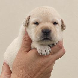 Boy 1 - Black male Labrador Retriever puppy in Roaring Spring, Pennsylvania from Briar Hill Labradors PA 12145
