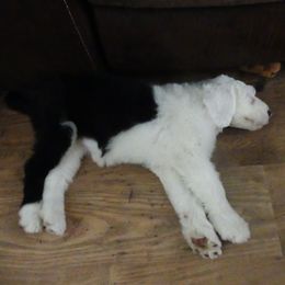 Old English Sheepdog Puppies from Gabriela Moreno's Old English Sheepdogs
