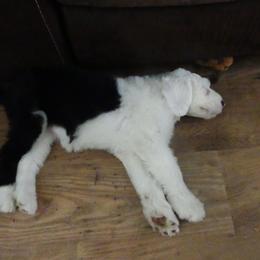 Old English Sheepdog Puppies from Gabriela Moreno's Old English Sheepdogs