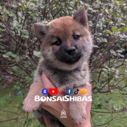 WASABI - Red female Shiba Inu puppy in Minnesota from BonsaiShibas