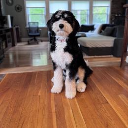 Kava - Bernedoodle