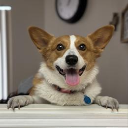 Cherry - Pembroke Welsh Corgi