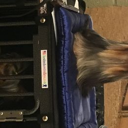 Sonja - Yorkshire Terrier