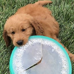 Goldendoodle Puppies from Carefree Goldendoodles