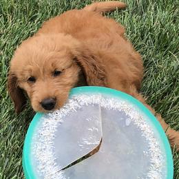 Goldendoodle Puppies from Carefree Goldendoodles