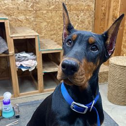 Blue Bird "Birdy" - Doberman Pinscher puppy from European Dobermans by Diana