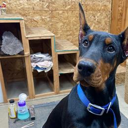 Blue Bird "Birdy" - Doberman Pinscher puppy from European Dobermans by Diana